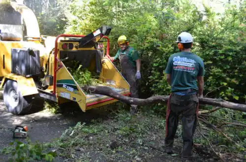 tree services Jupiter Island